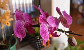 Orkide bakımında dikkat çeken yöntem. Hızlı çiçek açması için mutlaka deneyin 8